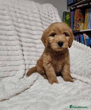 Goldendoodle dogs GOLDEN DOODLE PUPPIES AVAILABLE - Advert 1