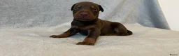 Dobermann dogs for sale: European American mix - Advert 6