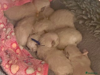 Ragdoll cats Champion TICA registered Ragdoll Kittens - Advert 1