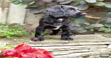 Cocker Spaniel dogs - Advert 14
