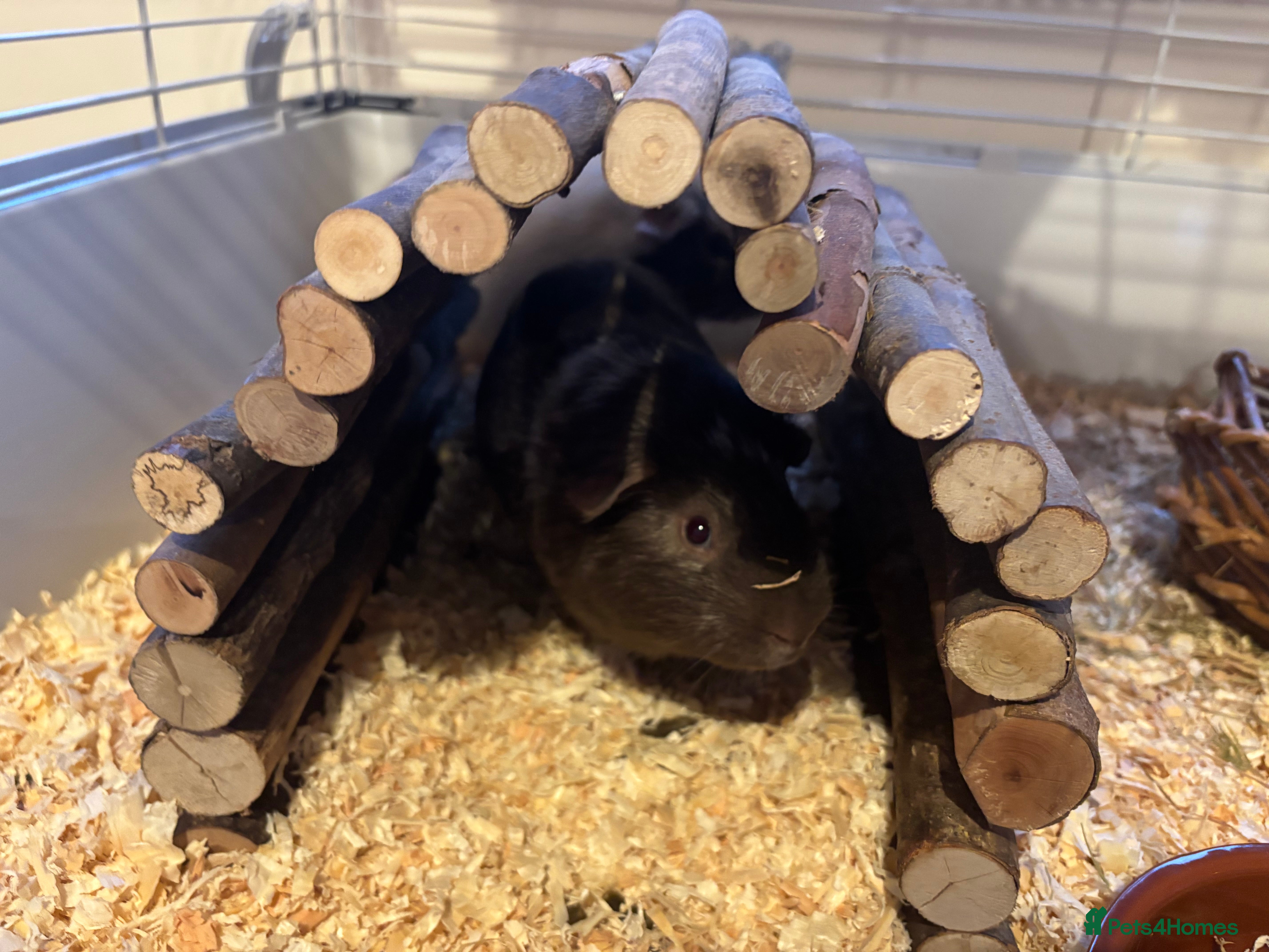 Guinea Pig rodents 2 lovely boys for sell (cage available)  - Advert 1