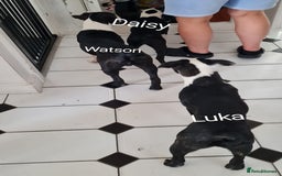 Boston Terrier dogs for sale: Need home,s ASAP  - Image 7