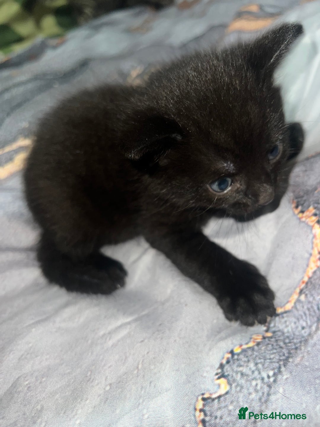 British Longhair cats for sale: 5 beautiful kittens - Advert 2