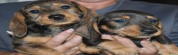 Dachshund dogs for sale: Ready now Wire haired standard x miniture puppy’s  - Advert 2
