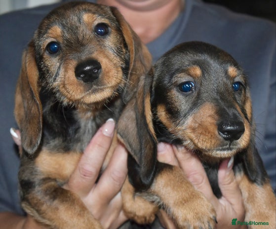 Dachshund dogs Ready now Wife haired x smooth dachshund puppy’s - Advert 12