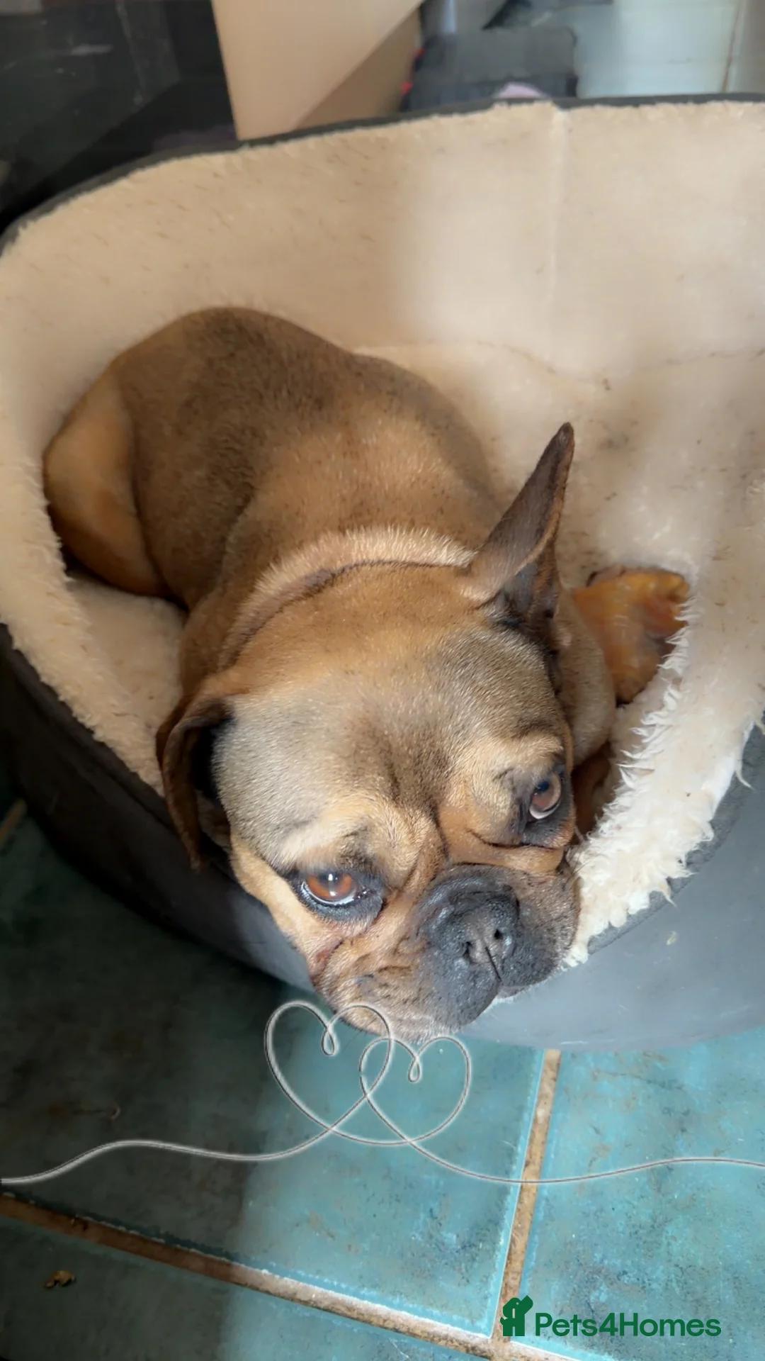 French Bulldog dogs for sale: Female French bulldog - Advert 1