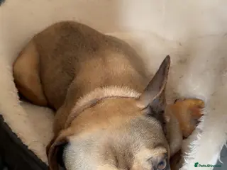 French Bulldog dogs Female French bulldog - Advert 1