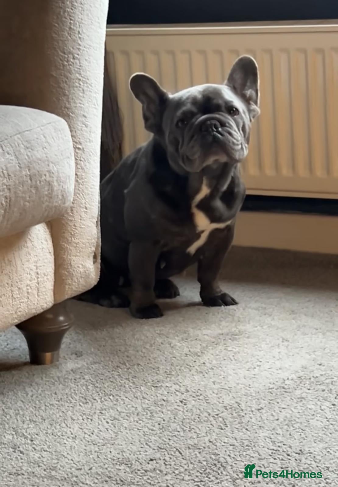 French Bulldog dogs French bulldog female - Advert 1