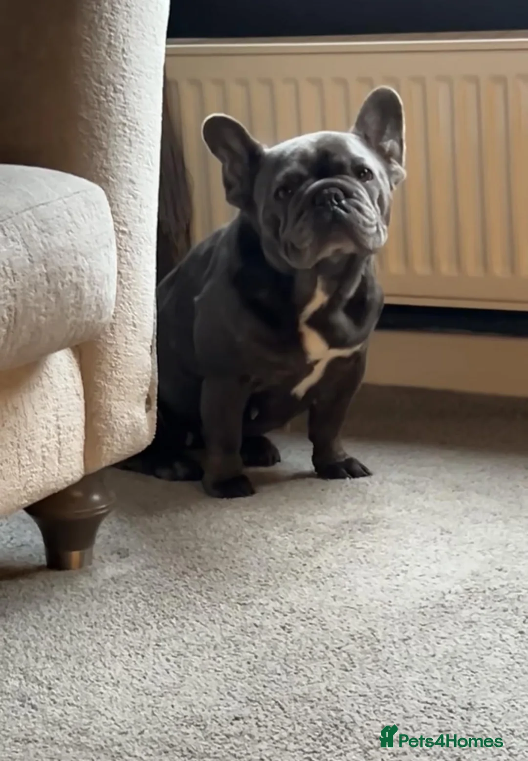 French Bulldog dogs for sale: French bulldog female - Advert 1