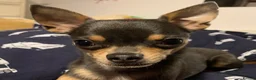 Chihuahua dogs for sale: Pedigree Teacup Chihuahua for Rehoming  - Advert 2