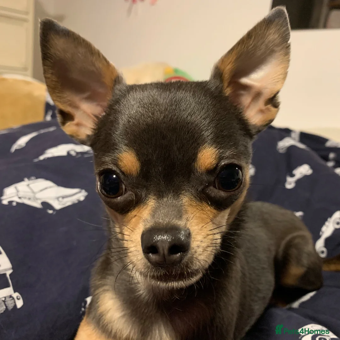 Chihuahua dogs for sale: Pedigree Teacup Chihuahua for Rehoming  - Advert 2