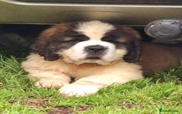 Saint Bernard dogs for sale: KC reg Saint Bernard puppies READY NOW - Image 22