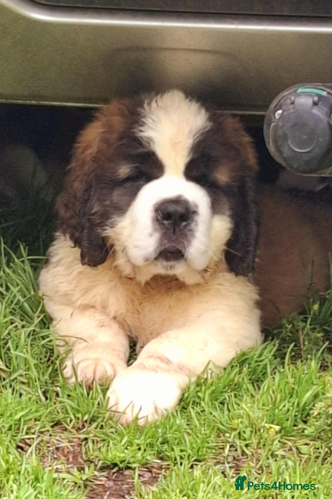 Saint Bernard dogs for sale: KC reg Saint Bernard puppies READY NOW - Image 22