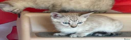Bengal cats for sale: Blue eyed snow bengals  - Advert 9