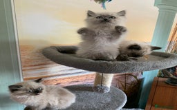 Persian cats for sale: Persians  - Image 3