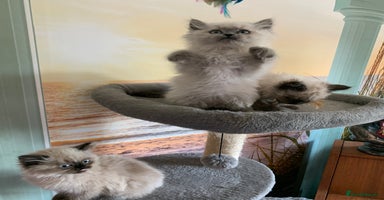 Persian cats - Advert 2