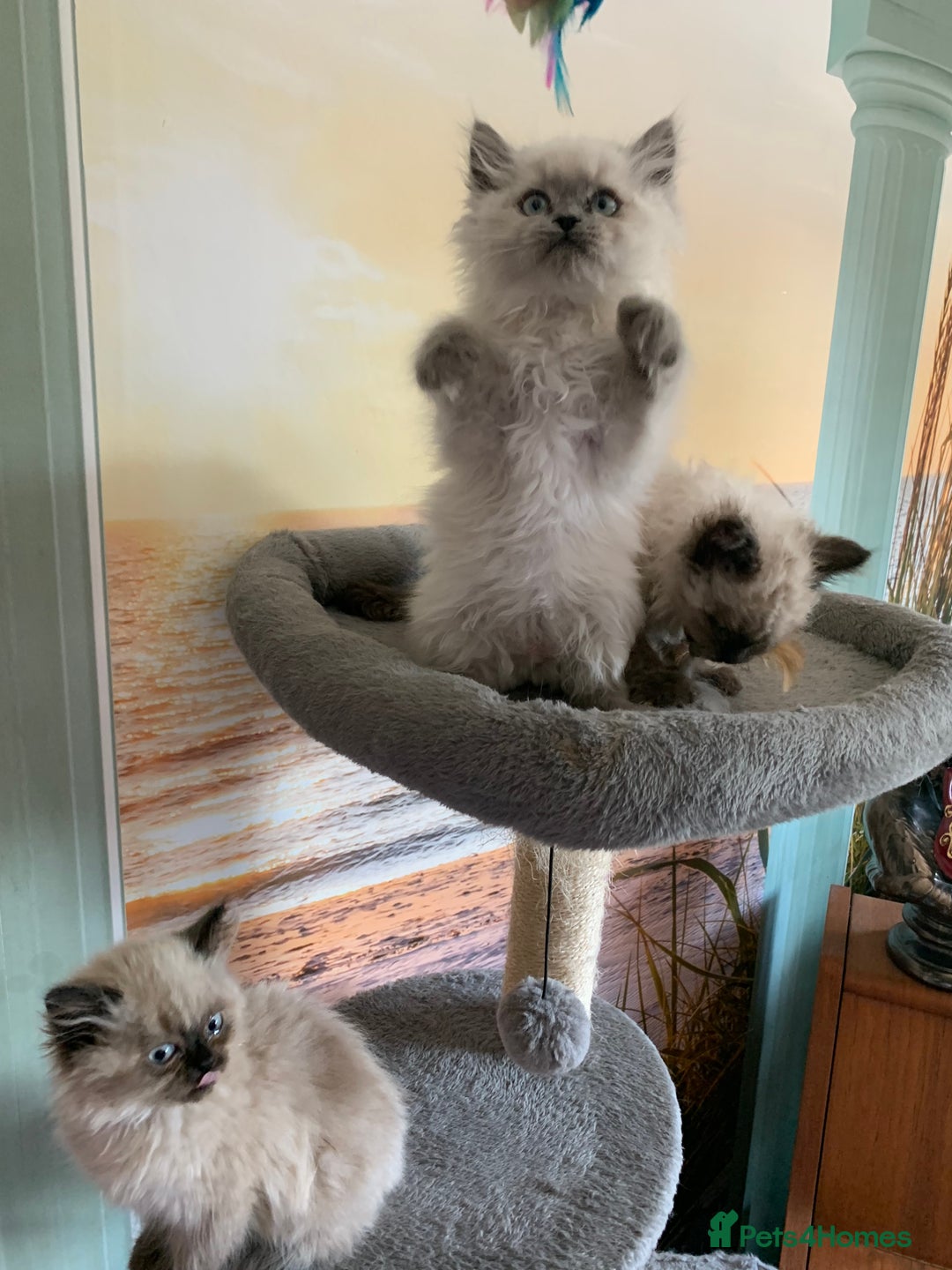 Persian cats for sale: Persians  - Image 3