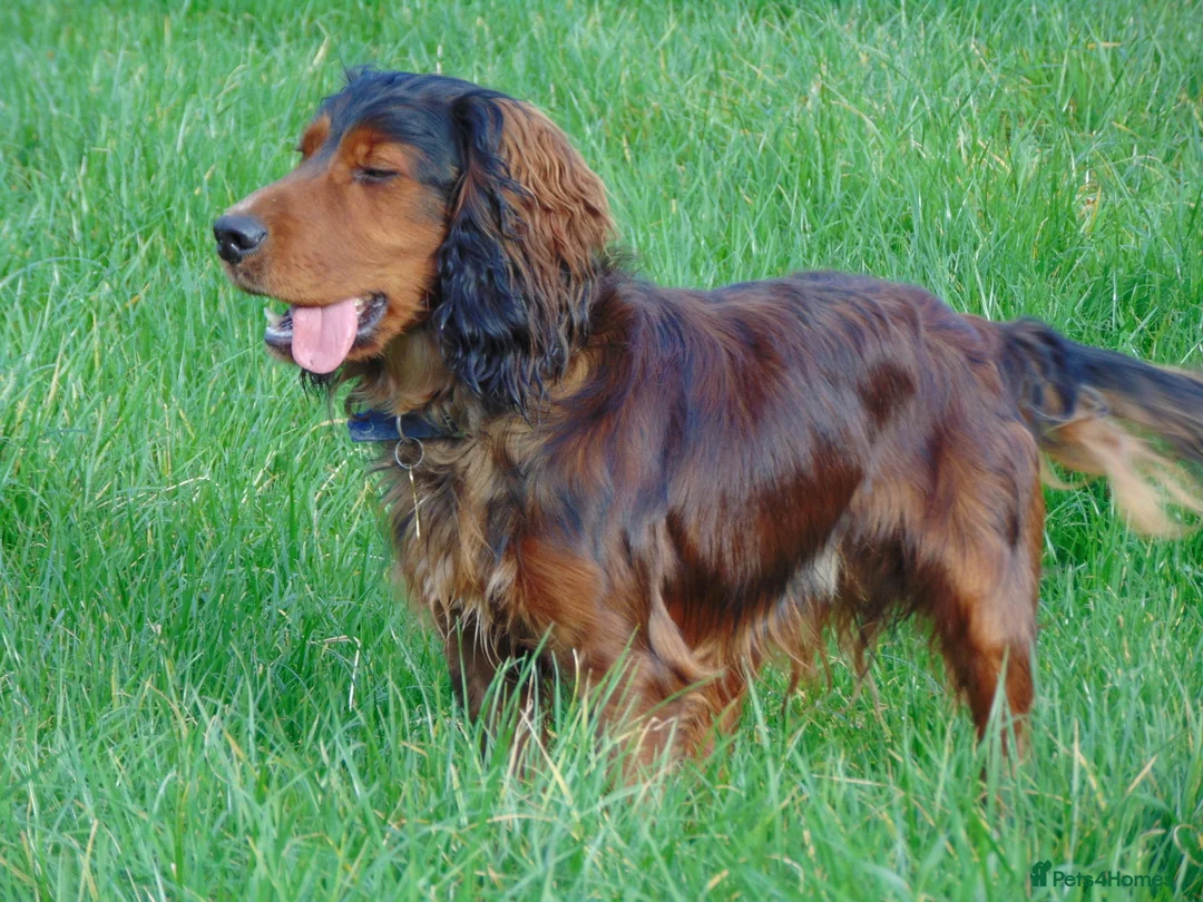 Cocker Spaniel dogs for stud: Working Cocker at Stud .Dorset in Dorchester - Advert 2
