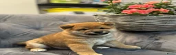 Japanese Shiba Inu dogs for sale: Shiba Inu Puppies for Sale in London in London - Advert 2