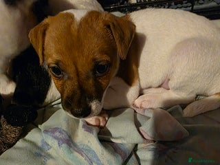 Parson Russell dogs Parsons terrier 1 boy left - Advert 3