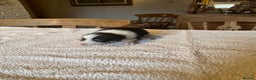 Border Collie dogs for sale: Border collie puppies for sale.  - Advert 13