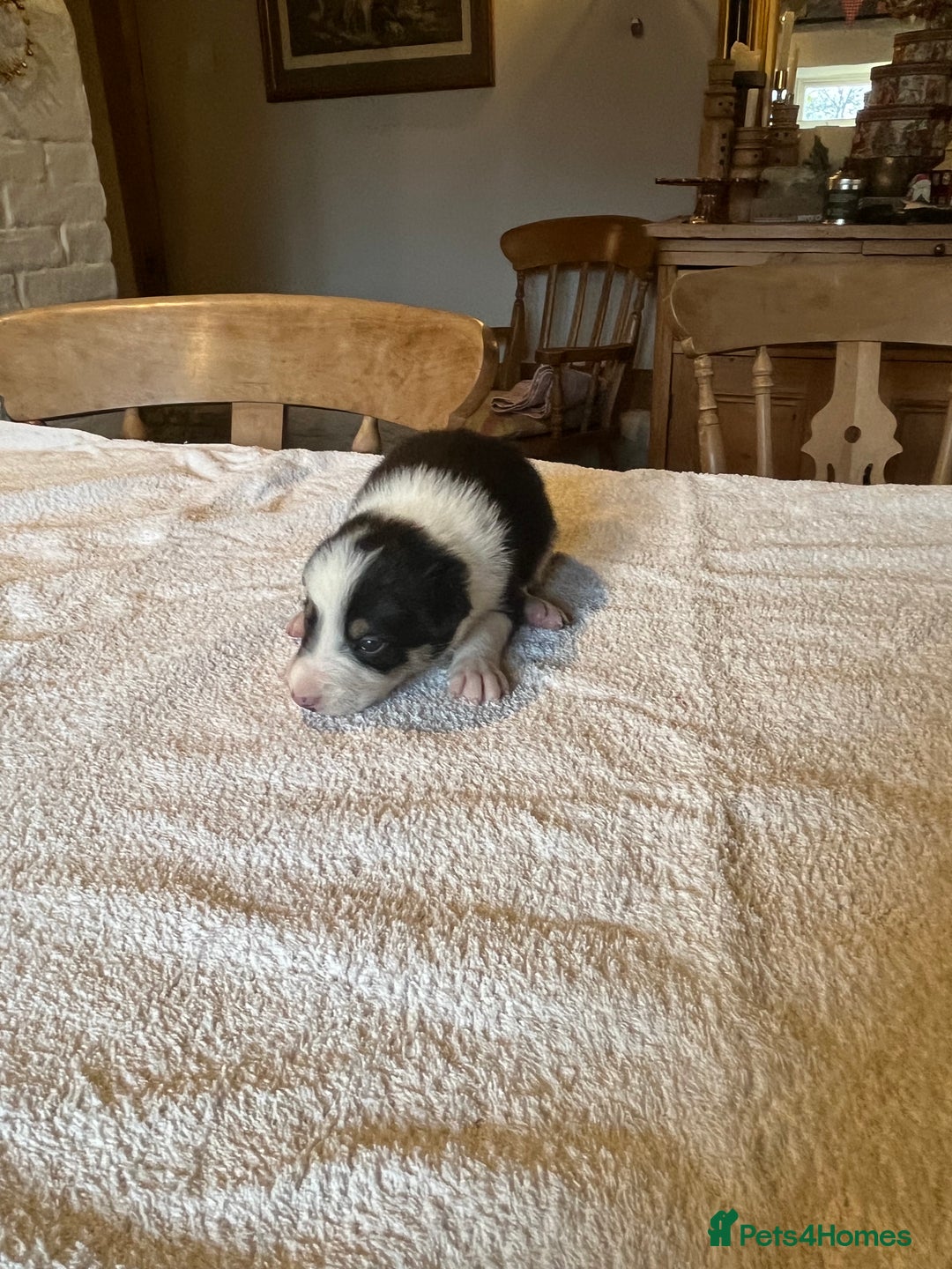 Border Collie dogs for sale: Border collie puppies for sale.  - Advert 13