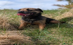 Border Terrier dogs for stud: Foxbrock Little Blue Monday (Brad) - Image 2