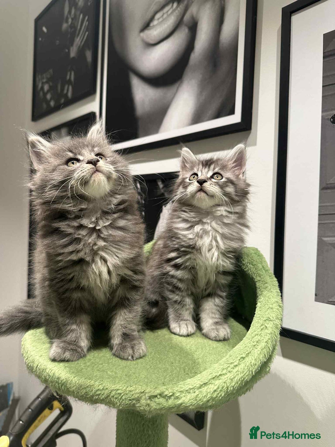 Maine Coon cats for sale: Stunning Mainecoon Kittens - Image 30