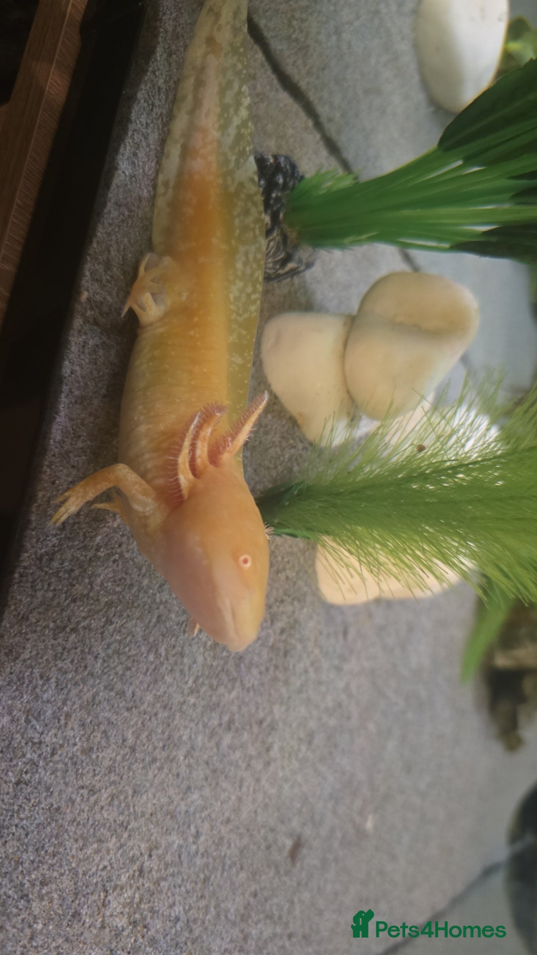 Axolotl reptiles for sale: Axolotl - Advert 5