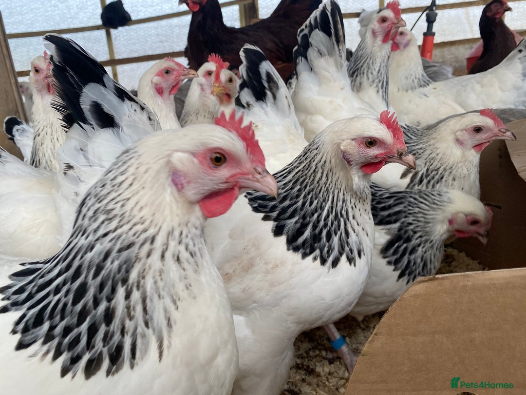 Chickens poultry for sale: Light Sussex  - Advert 10