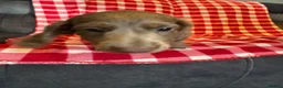Miniature Dachshund dogs for sale: Minature long haired dachshund puppy  - Advert 5