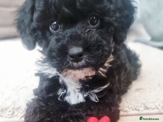 Shihpoo dogs 🌟 Adorable Shihpoo Puppies 🌟 - Advert 4