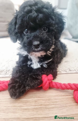 Shihpoo dogs 🌟 Adorable Shihpoo Puppies 🌟 - Advert 4