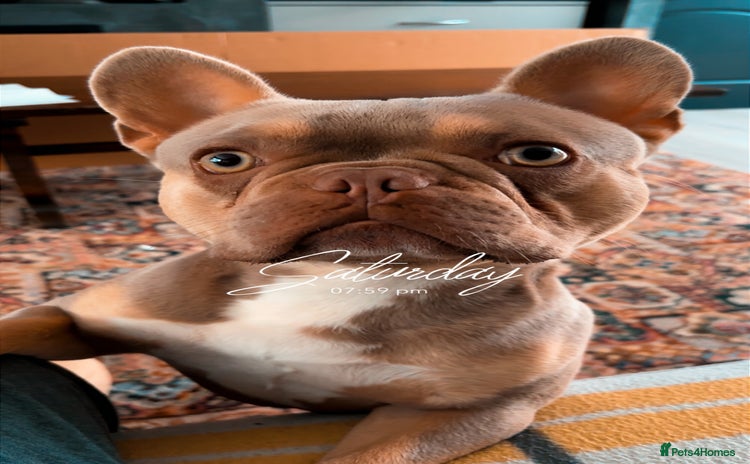 French Bulldog dogs - Advert 6