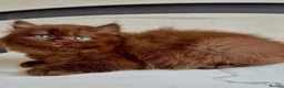 British Shorthair cats for sale: British cinnamon/brown longhair kitten for sale.  - Advert 1