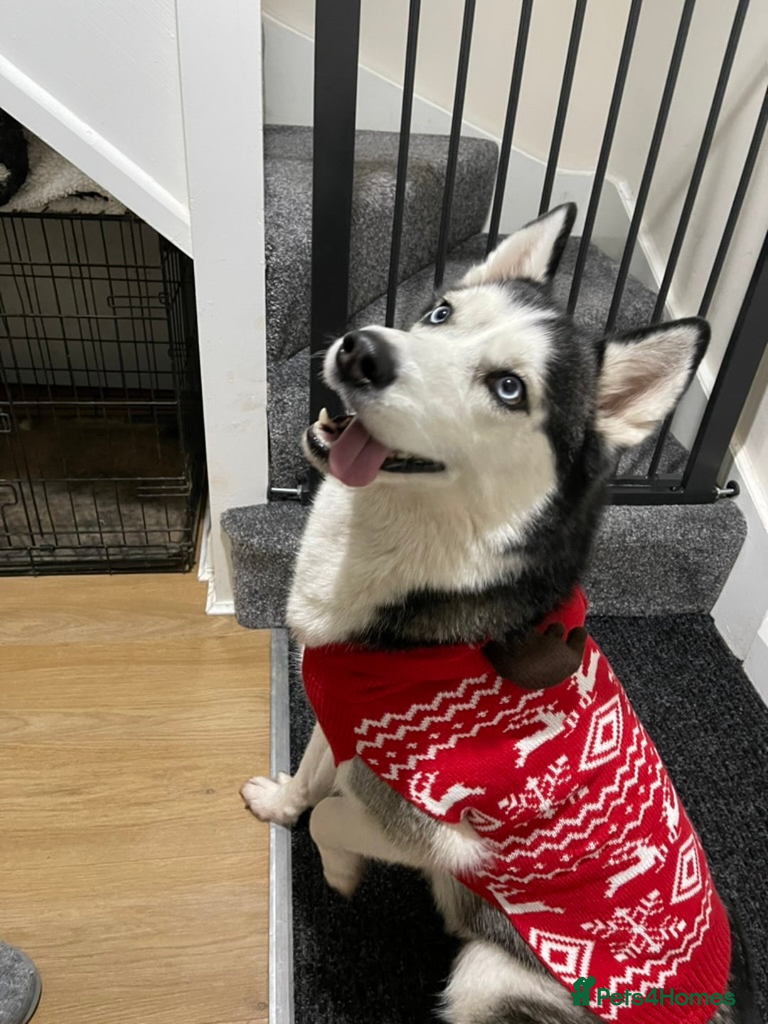 Siberian Husky dogs for sale: Beautiful, Loving Female Husky - Image 6