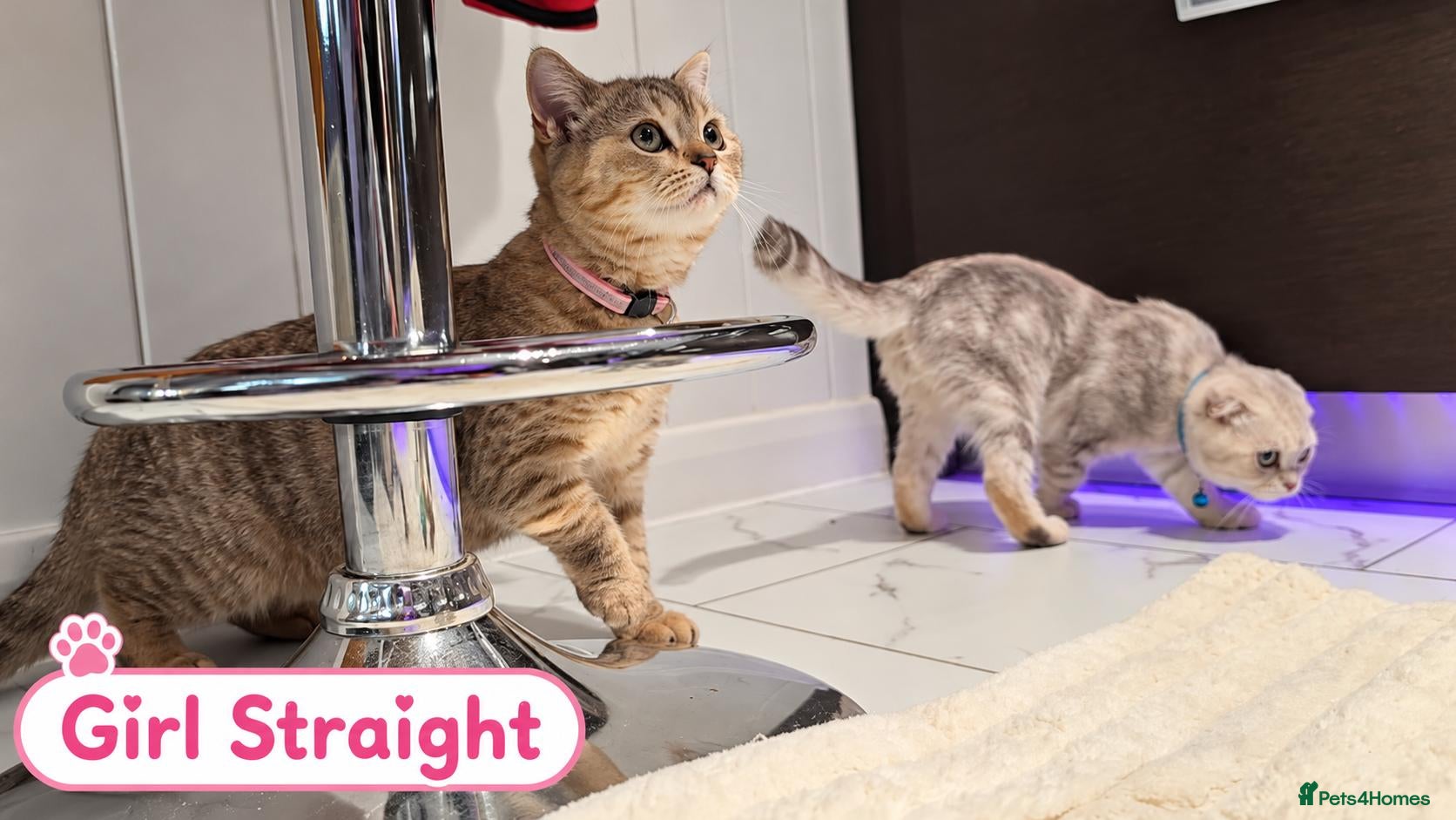 Scottish Fold cats for sale: 🐾 Beautiful Scottish Fold & Scottish Straight🐾 - Advert 2