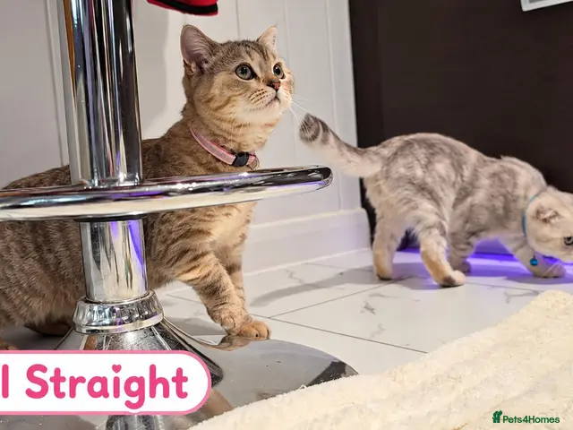 Scottish Fold cats for sale: 🐾 Beautiful Scottish Fold & Scottish Straight🐾 - Advert 2
