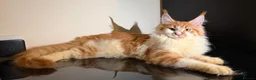 Maine Coon cats for sale: Exceptional Maine Coon Girl – Breeding Prospect - Advert 5