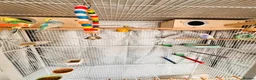 Budgerigars birds for sale: 6 Beautiful Budgies for Sale Including Cage & Food in Stevenage - Advert 6