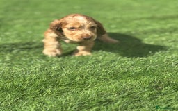 Cocker Spaniel dogs for sale: Pedigree-Show Type Cocker Spanial puppies  - Image 5