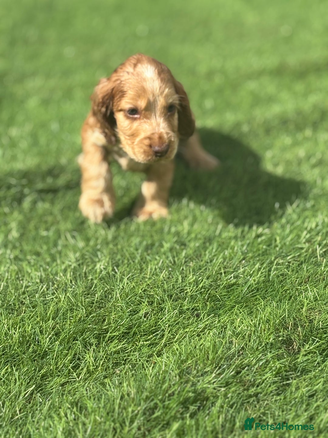 Cocker Spaniel dogs for sale: Pedigree-Show Type Cocker Spanial puppies  - Image 5