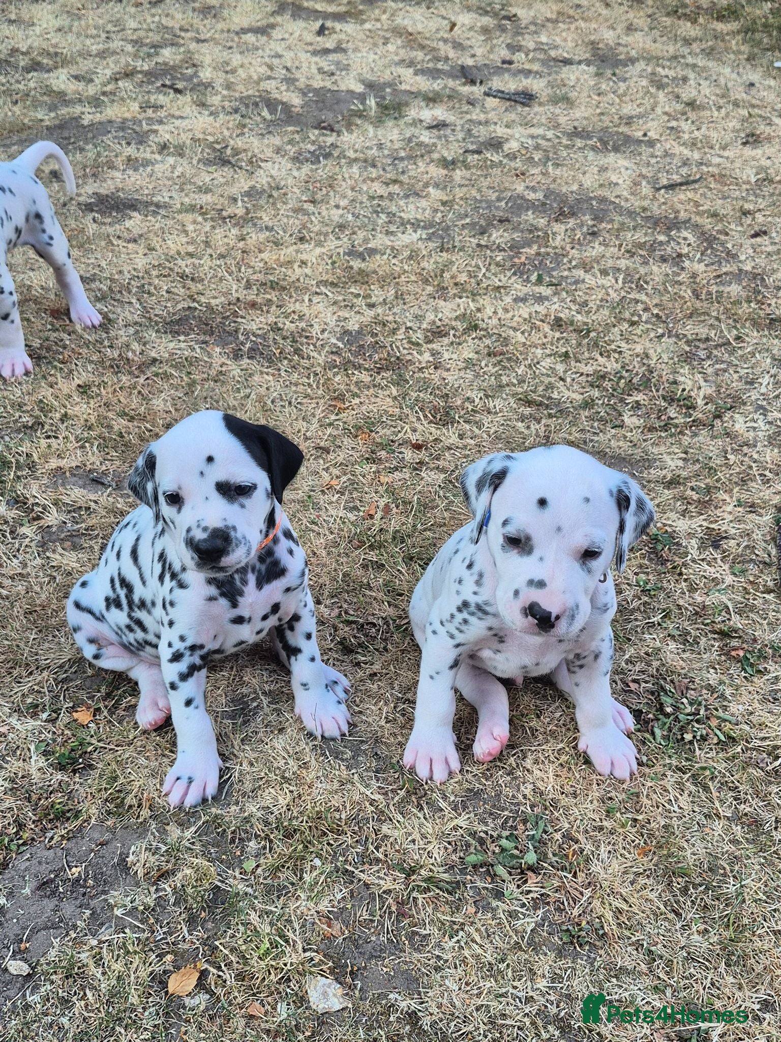 Dalmatian dogs Litter of pure Dalmatian puppies - Advert 1