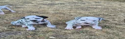 Dalmatian dogs for sale: Litter of pure Dalmatian puppies - Advert 11