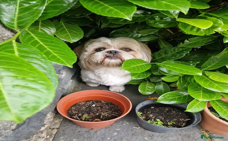 Shih Tzu dogs - Advert 1