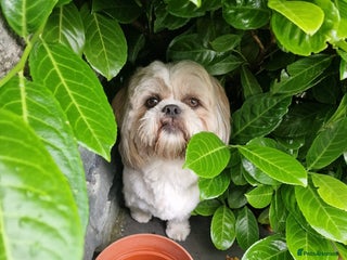 Shih Tzu dogs - Advert 6