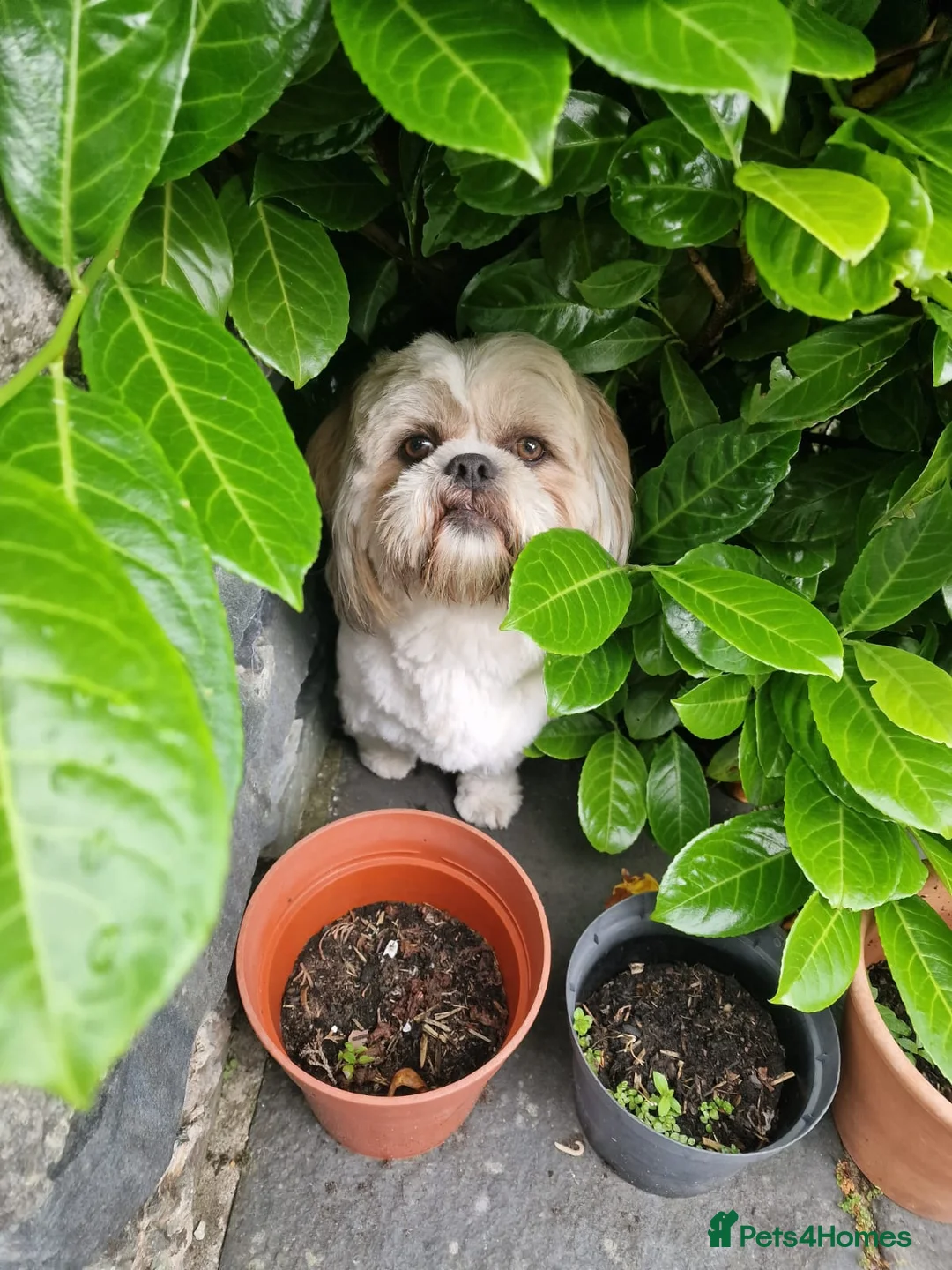 Shih Tzu dogs for stud: Denzo - Advert 1