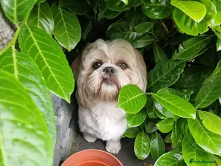 Shih Tzu dogs Denzo - Advert 11