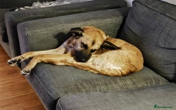 Mixed Breed dogs for adoption: Dobby - Image 5