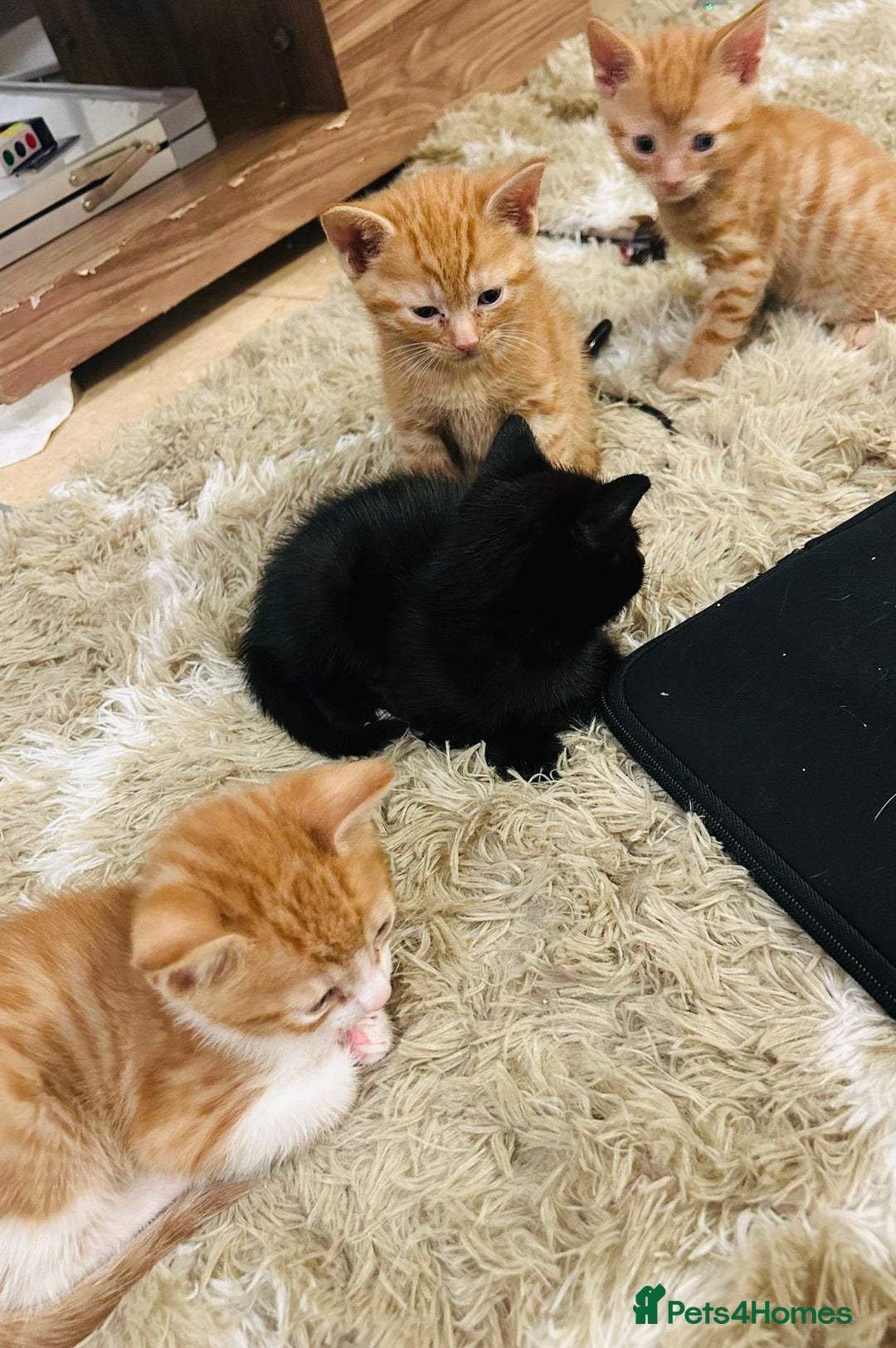 Mixed Breed cats for sale: Mixed breed kittens  - Advert 3
